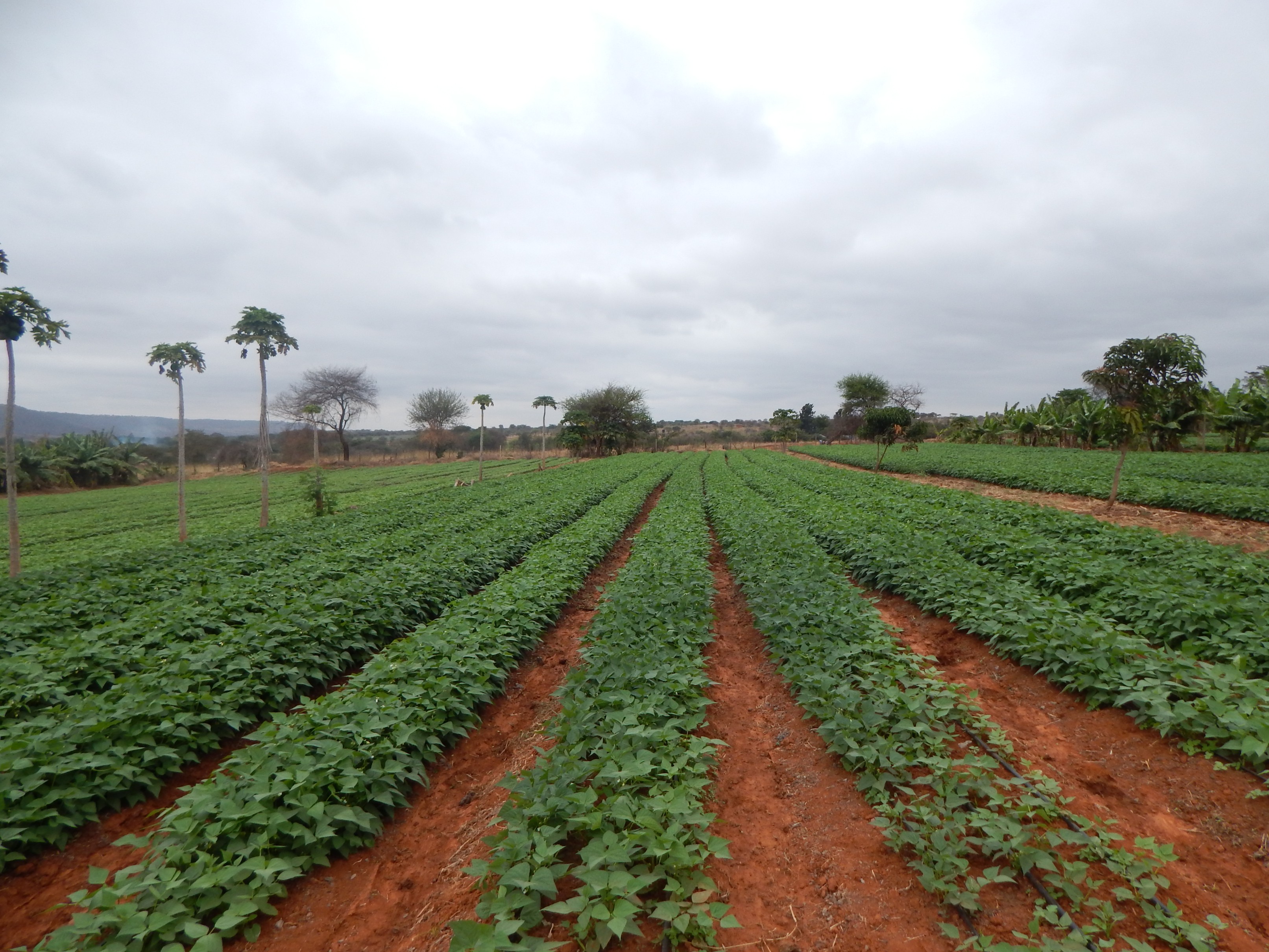 Consulting session and planning