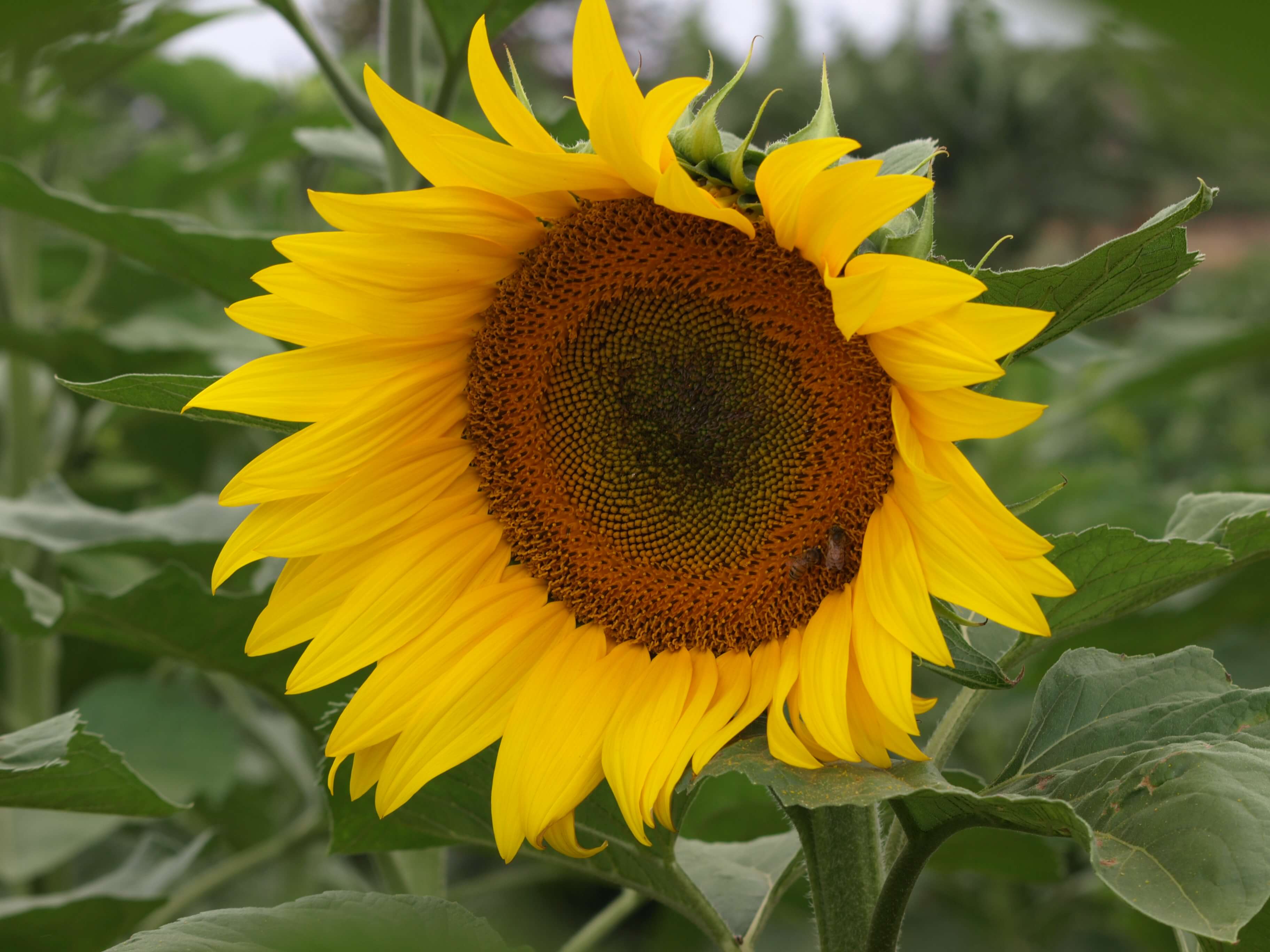 Aggregation and supply coordination